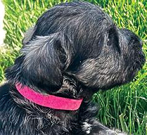 MINIATURE SCHNAUZER PUPPIES