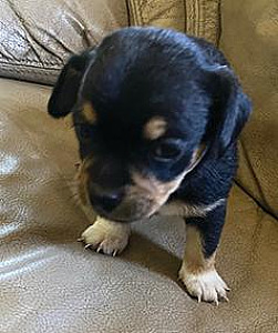 CHIWEENIE PUPPIES