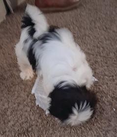 CUTEST THREE MONTH OLD SHIH TZU