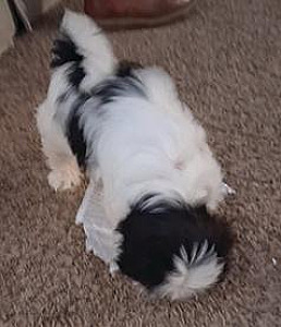 CUTEST THREE MONTH OLD SHIH TZU