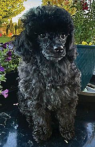 AKC FEMALE TOY POODLE PUPPIES