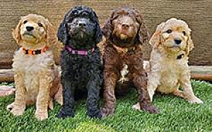 SWEET GOLDENDOODLES