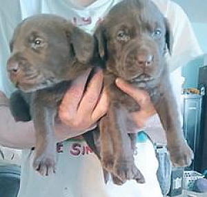 AKC LAB PUPPIES