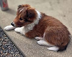 ONE MALE AKC SHELTIE PUPPY
