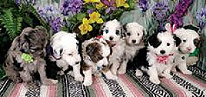 BEAUTIFUL MINIATURE AUSSIEDOODLE PUPPIES