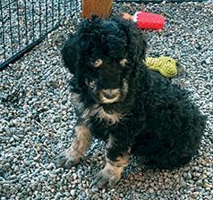 STANDARD POODLE PUPPIES