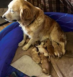 PUREBRED GOLDEN RETRIEVER PUPPIES