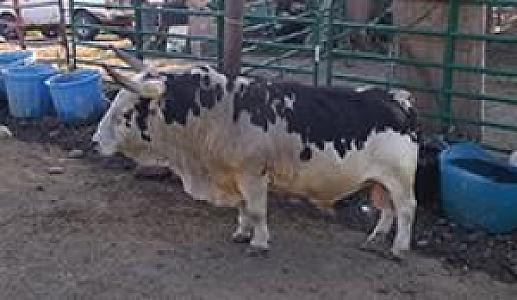 MINIATURE RODEO BULLS