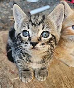 8 WEEK OLD KITTENS
