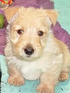 AKC REG. SCOTTISH TERRIER PUPPIES
