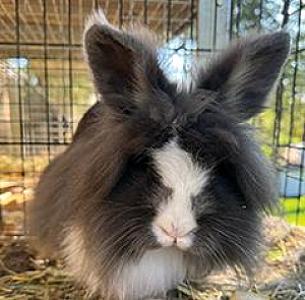 SIX LIONHEAD BUNNIES