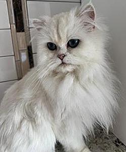 FEMALE BRITISH CATS
