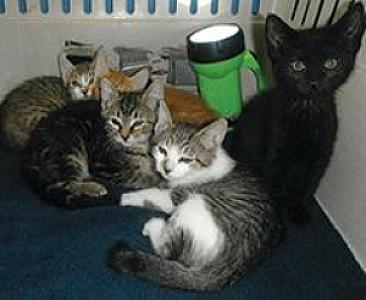 EIGHT ADORABLE