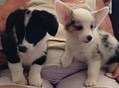 ADORABLE CORGI PUPPIES