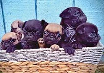 ADORABLE PUG PUPPIES