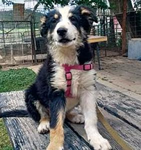 TRICOLOR BORDER COLLIE PUPS