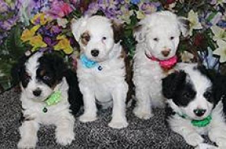 AUSTRALIAN SHEPHERD CROSSED WITH MINIATURE POODLE