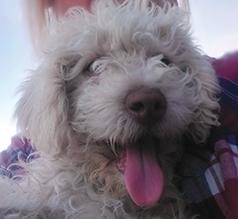 CAVAPOO PUPPY