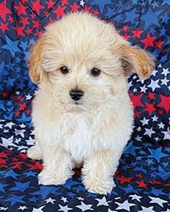 GORGEOUS POMAPOO PUPPIES