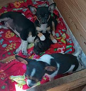 PUREBRED CHIHUAHUA PUPPIES