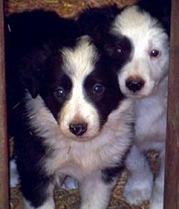 BORDER COLLIE PUPPIES