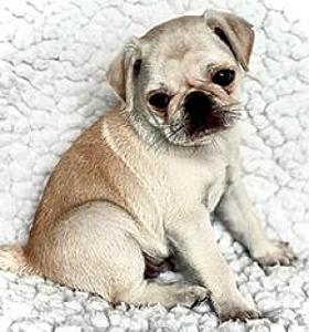 FANCY CKC PUG PUPPIES
