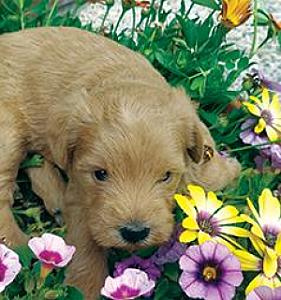 SCHNOODLE PUPPIES