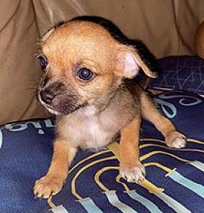 GORGEOUS POMCHI PUPPIES