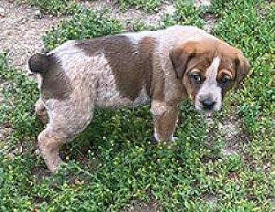 HEELER PUPPIES