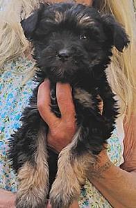MALTESE YORKIE PUPPIES