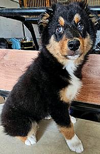 ASCA/ ASDR AUSTRALIAN SHEPHERD PUPPIES