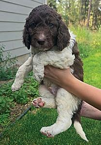 LABRADOODLE PUPPIES