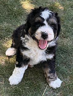 MINI AUSSIEDOODLES AVAILABLE JULY 18