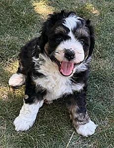 MINI AUSSIEDOODLES AVAILABLE JULY 18
