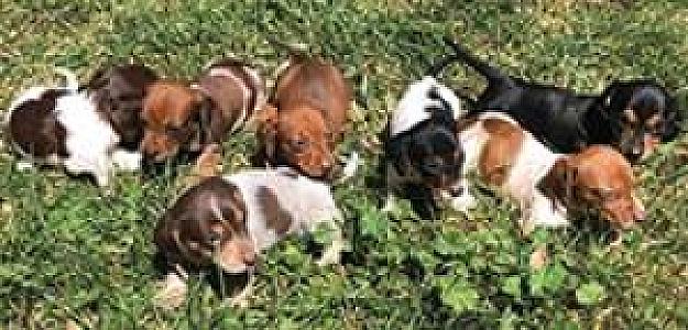 MINI DACHSHUND PUPPIES