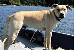 MISSING MALE BLONDE LAB MIX