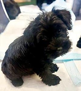 PUREBRED SCHNAUZER PUPPIES