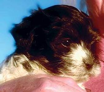 MALTESE HAVANESE PUPPIES