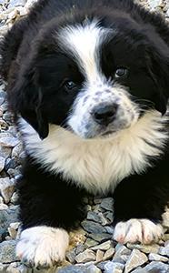 NEWFOUNDLAND/ BERNESE PUPPIES