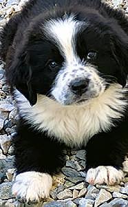 NEWFOUNDLAND/ BERNESE PUPPIES