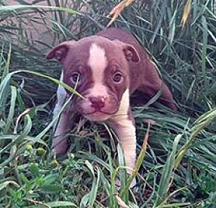 OLDE BOSTON BULLDOG PUPPY