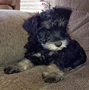 PUREBRED MINIATURE SCHNAUZERS