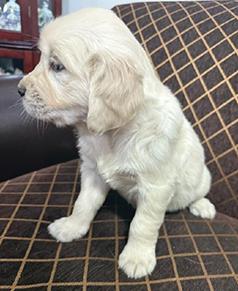 AKC ENGLISH CREAM GOLDEN RETRIEVER PUPPIES
