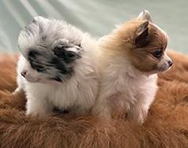 WE NEED FOREVER HOMES!