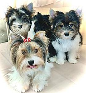 BIEWER TERRIER PUPPIES