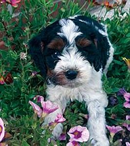 COCKAPOO PUPPIES