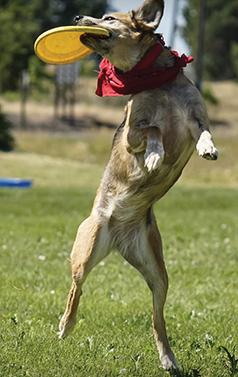 ATTENTION ALL DOGS WHO LOVE FRISBEES!