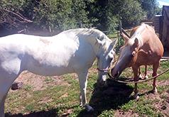 20 YR OLD MARE SAVED FROM SLAUGHTER