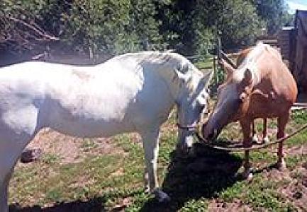 20 YR OLD MARE SAVED FROM SLAUGHTER