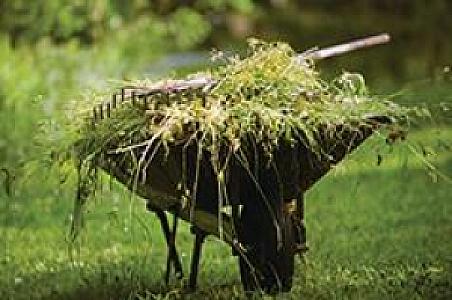IS YOUR LAWN OVERGROWN? NEED A CLEANUP?